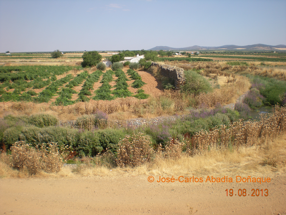 Azud-Consuegra-aguas-abajo Azud-Consuegra-aguas-abajo